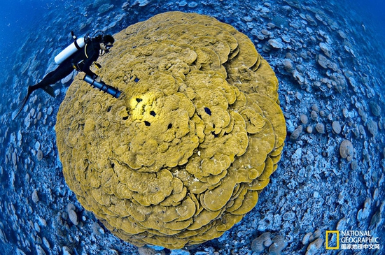 金曼礁國家紀念區(qū)，太平洋攝影：Brian Skerry，國家地理創(chuàng)意版