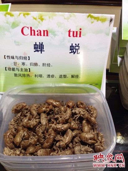 你可能沒想到，這個知了幼蟲退下的皮還是一味藥，對嗎？
