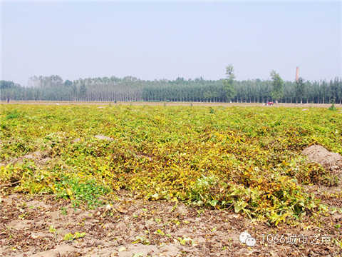 一望無際的山藥基地。據(jù)說，一季山藥后，土地需要五年才能恢復。