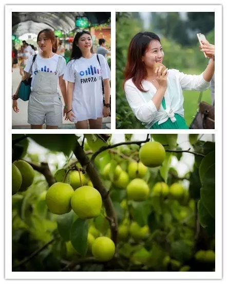 美女與香梨，你更愛哪一個？！
