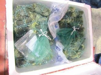  大陸進(jìn)口大閘蟹被檢出禁用的動物用藥，已全數(shù)銷毀。 圖片來源：臺灣《聯(lián)合報》