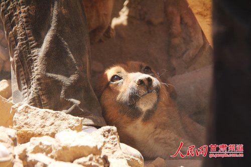 探出頭的小黃狗期待地看著救他的人。王生元/攝