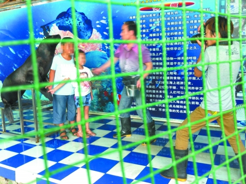 海獅就這樣被飼養(yǎng)員和攝影師擺弄，稍不聽話就會遭到毒打。