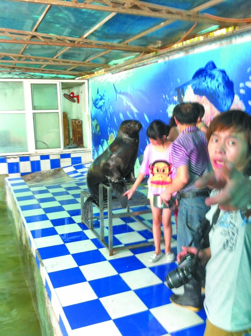 海獅館內(nèi)的攝影師警惕性很高,禁止記者拍照。