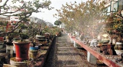 劉光嘉出示博物館內(nèi)部圖片中，擺放著各種盆景。