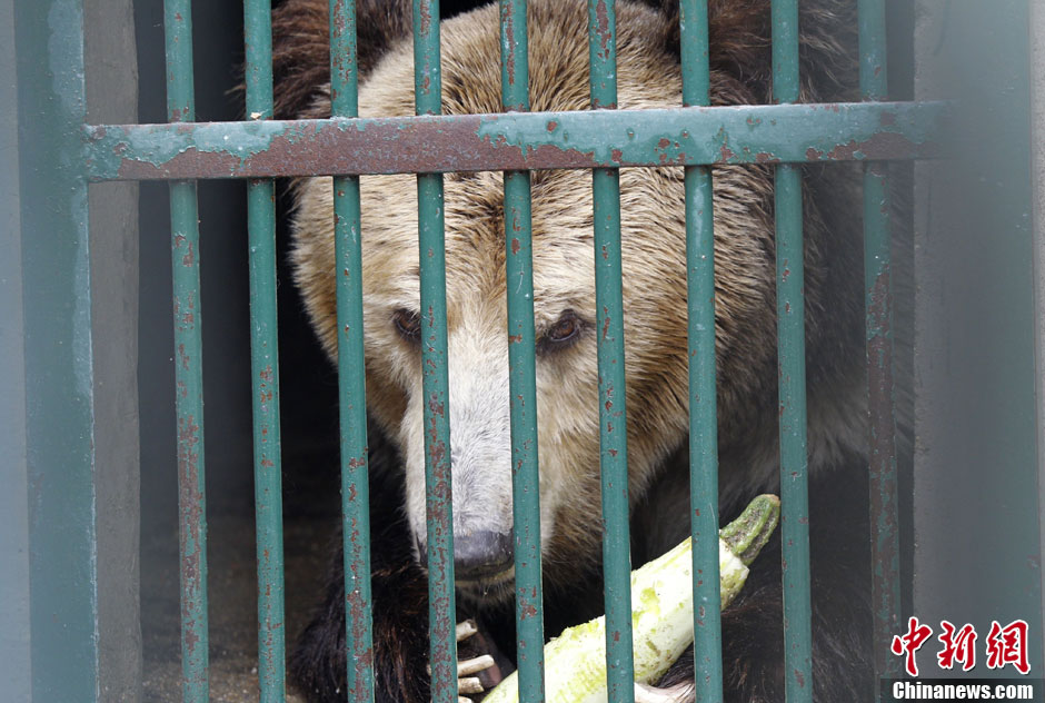6月19日，河南鄭州，新密市動物園咬死飼養(yǎng)員的肇事棕熊被暫押在鄭州動物園內(nèi)，該熊“臥室”周圍被三重鋼