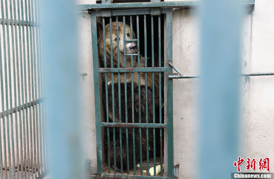 6月19日，河南鄭州，新密市動物園咬死飼養(yǎng)員的肇事棕熊被暫押在鄭州動物園內(nèi)，該熊“臥室”周圍被三重鋼
