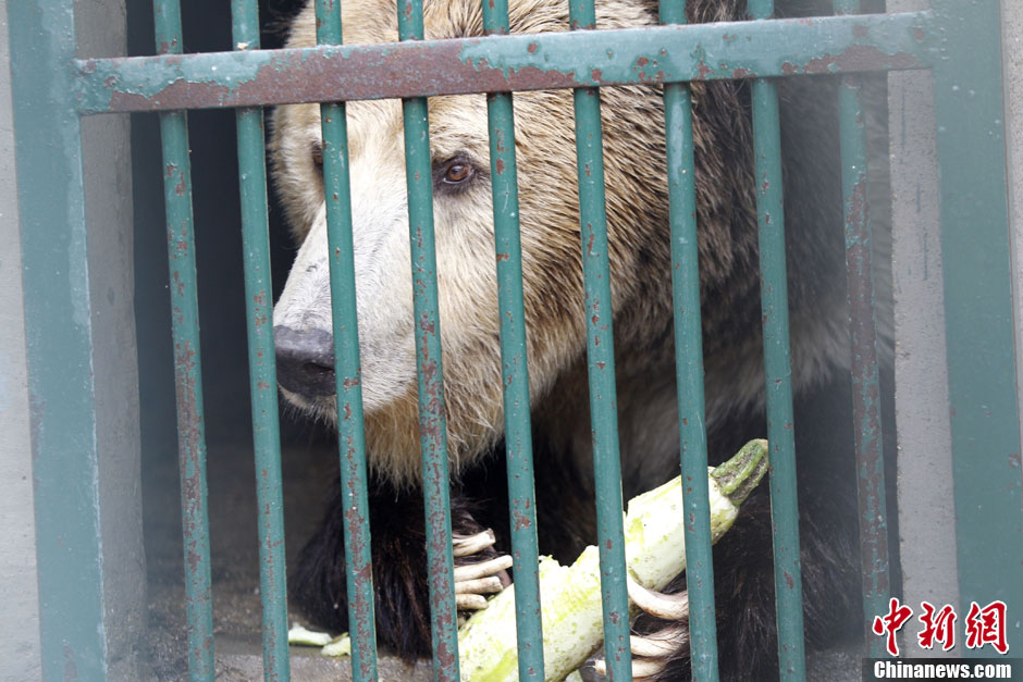 6月19日，河南鄭州，新密市動物園咬死飼養(yǎng)員的肇事棕熊被暫押在鄭州動物園內(nèi)，該熊“臥室”周圍被三重鋼