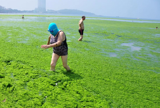 2013年7月3日，山東青島青島高溫來襲，“青島大媽”不懼滸苔，戴著“強(qiáng)盜面具”出現(xiàn)在海水浴場(chǎng)消暑降