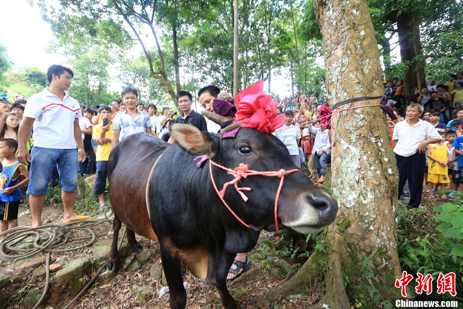 圖為村民給一頭黃牛頭戴上紅花準(zhǔn)備進(jìn)行“牽牛上樹”儀式。 譚凱興 攝