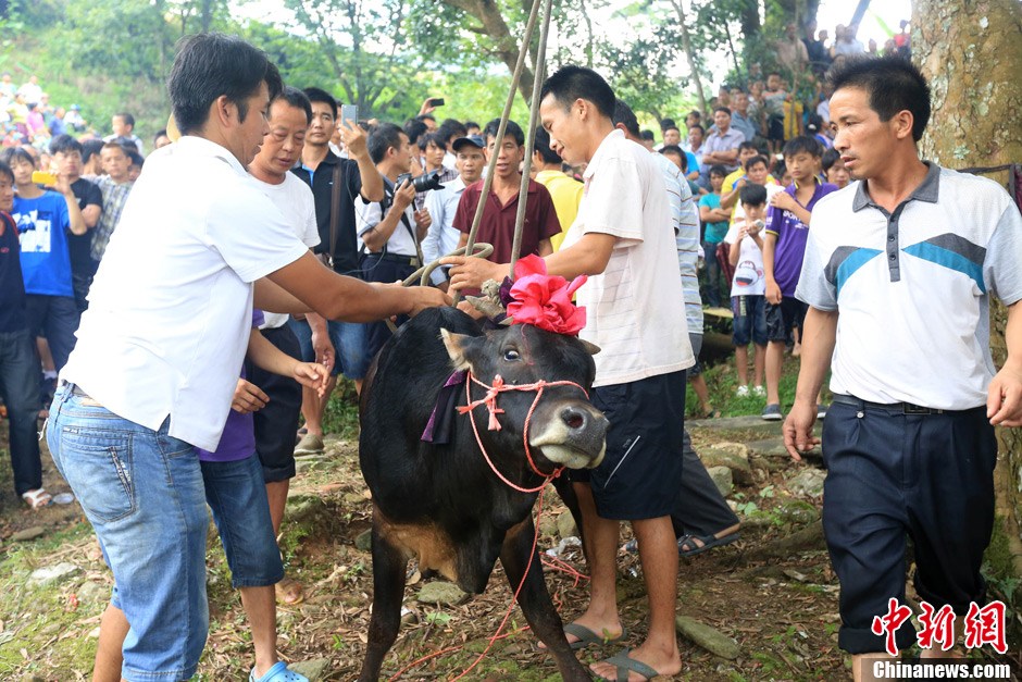村民給黃牛套上繩索，準(zhǔn)備進(jìn)行儀式。 譚凱興 攝