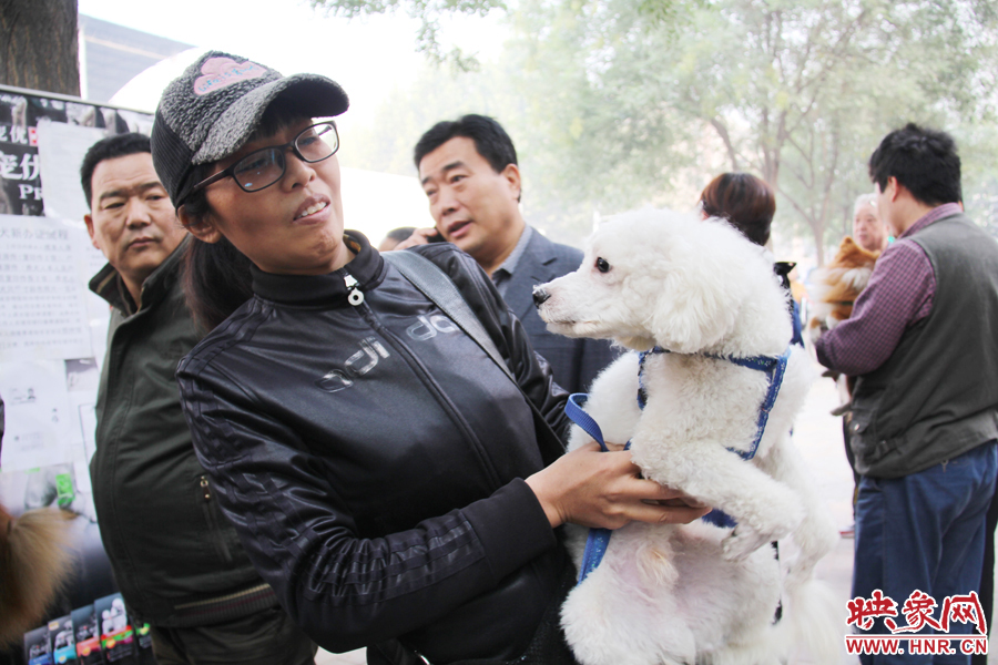 一只貴賓犬在賣(mài)萌。