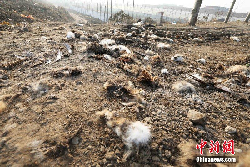 圖為12月1日，104國道靜?？h城附近，野兔的皮毛內(nèi)臟等殘留物散落一地，寒風(fēng)中飄著一股刺鼻的酸臭味。