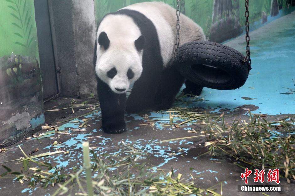　3月17日，河南鄭州動物園內(nèi)的大熊貓“龍昇”。