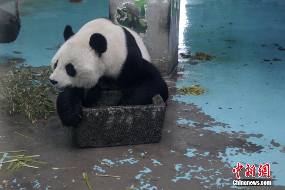3月17日，河南鄭州動物園內(nèi)的大熊貓“龍昇”。