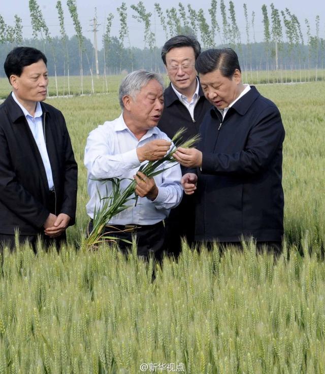 習(xí)近平走進(jìn)糧田,看麥穗灌漿,問(wèn)農(nóng)田建設(shè)。