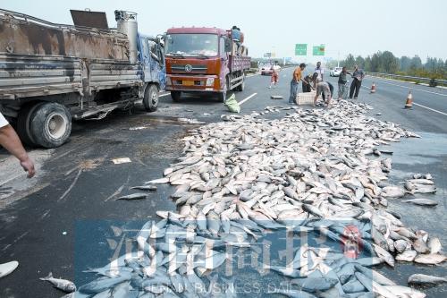 貨車翻,魚(yú)滿地。