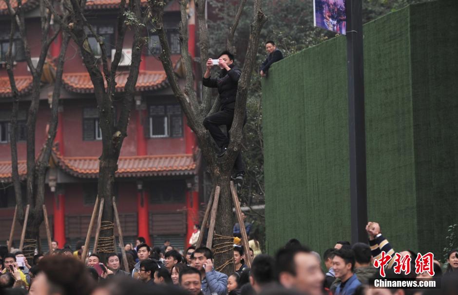 重慶一市民為占據(jù)有利位置，爬上銀杏樹(shù)觀看自己喜歡的明星。