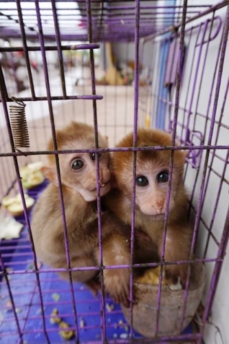 獼猴、麂子、白鷴、果子貍、豪豬、豺狗、熊、竹鼠等國(guó)家保護(hù)野生動(dòng)物或?yàn)l危物種，在此成為各路食客的盤中餐