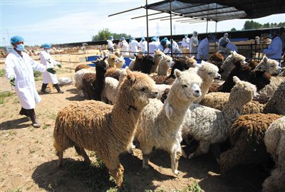 昨日，由智利進口的946頭羊駝，被運抵大興一動物檢疫隔離場進行檢驗檢疫。記者 王貴彬 攝