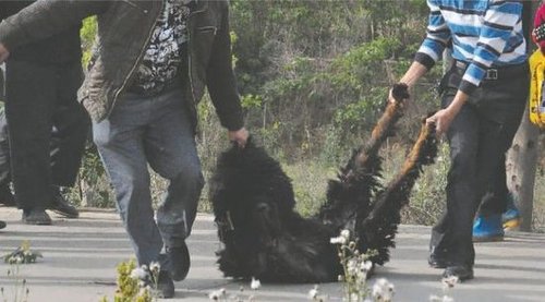 雙流鳳凰村兩只巨型藏獒襲擊村民，民警用手槍將其當(dāng)場(chǎng)擊斃