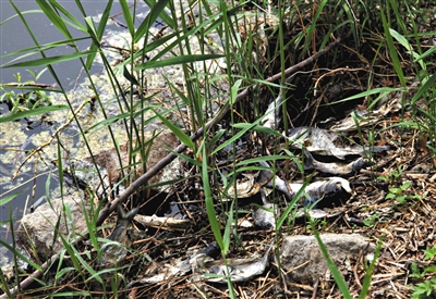 南沙河中漂浮著大量生活垃圾和腐爛水草等物，岸邊出現(xiàn)大量死魚。新京報記者郭鐵流攝
