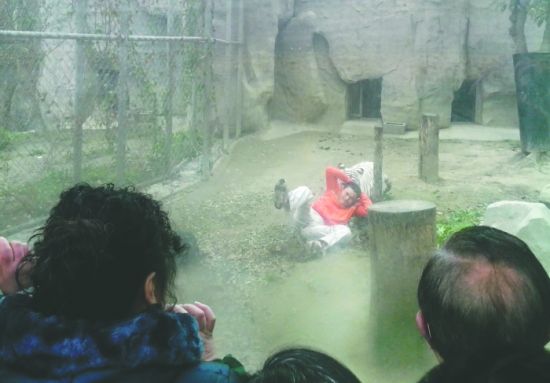 昨日，成都動(dòng)物園，男子進(jìn)入白虎活動(dòng)區(qū)后被白虎拖行。動(dòng)物園出動(dòng)50多人成功營(yíng)救下他