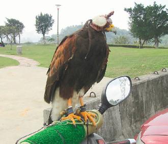 闖禍的老鷹則被主人戴上頭套，以鐵鏈鎖在摩托車的車頭上“罰站”/臺(tái)灣《聯(lián)合報(bào)》圖
