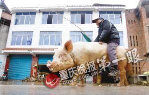 蔣大爺騎著他的種豬出門，回頭率很高。
