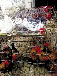 銷量大不如前，近期可能漲價