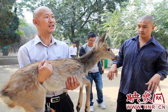 失主宋先生將“愛鹿”抱回家,并表示待小鹿傷情痊愈后,將其送到動物園,供市民觀賞。