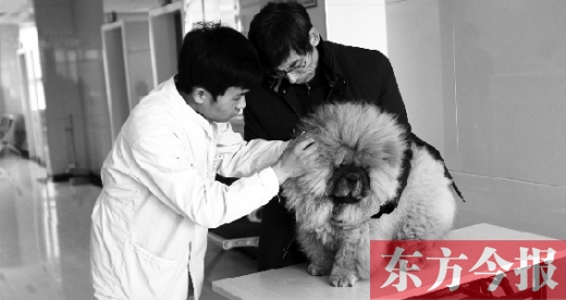 在一家大型寵物醫(yī)院里，生病的狗狗正在接受治療