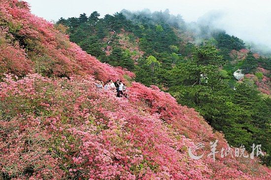 　　湖北麻城龜峰山10萬畝連片野生杜鵑。