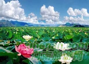 爸爸去哪兒？親密接觸荷花仙子
