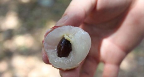 　　這就是傳說(shuō)中的瓤肉瑩白如冰雪,漿液甘酸如醴酪。大家一下就摘了半筐。