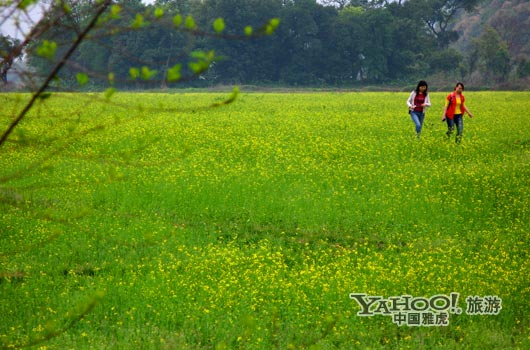 　　英德國家森林公園是廣東唯一的油菜花主題旅游景區(qū)。(圖片來源:CFP)