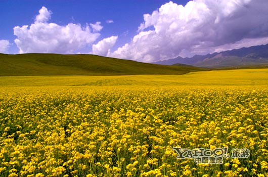 　　青海門源的油菜花景色甚為壯觀,十足的西部風(fēng)味。(圖片來源:CFP)