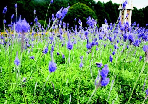 　　日月潭九族文化村內(nèi)水沙連歐洲花園園區(qū)內(nèi)數(shù)十萬(wàn)株熏衣草,已開得美不勝收,令游客陶醉。