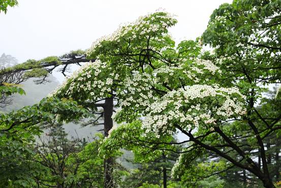 四照花開滿樹,賞花正當(dāng)時