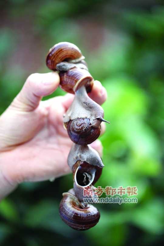 廣西的野生蝸牛追求原汁原味，做法也非常精簡。