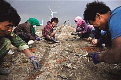 大雨將至，渤海邊的蟹池旁，蟹農(nóng)們不慌不忙地收綁梭子蟹。