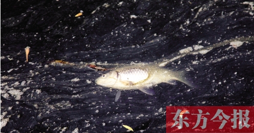 五月九日，鄭州帝湖，漂在黑色的湖面上的死魚