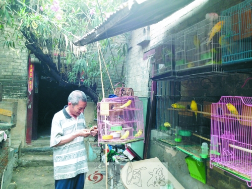 郭家大院的看護(hù)人郭天育老人在給鸚鵡喂食，對大院，他很不舍。