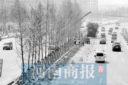 　西三環(huán)化工路，工人正在車道中間種植銀杏樹