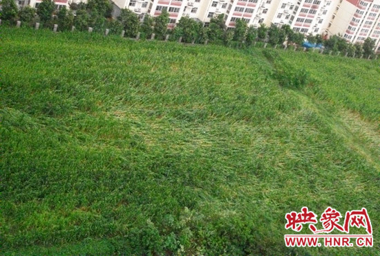 據(jù)映象網(wǎng)網(wǎng)友趙冠召反映，8月7日下午鄭州高新技術(shù)開(kāi)發(fā)區(qū)突降暴雨冰雹，致使附近農(nóng)田近三分之一玉米倒伏