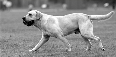 養(yǎng)犬限高35厘米一旦實(shí)施，拉布拉多、金毛等大型犬將被禁養(yǎng)。