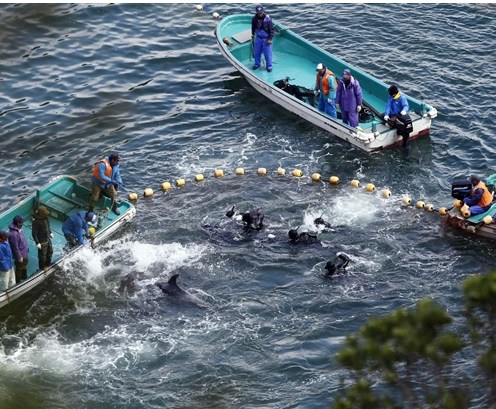 圖為當(dāng)?shù)貪O民正在把海豚趕入屠殺圈內(nèi)。