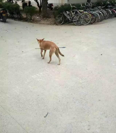 華科大校園內(nèi)，一條流浪狗腹部被箭射穿，地上留著斑斑血跡。