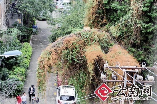 小貓蹲在一根纏滿了藤蔓的樹枝上。