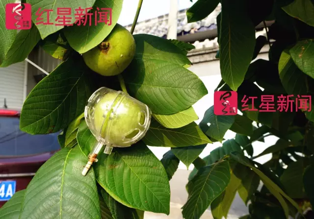 文玩核桃遇冷由幾萬(wàn)一對(duì)降到5元沒(méi)人要？商戶否認(rèn)